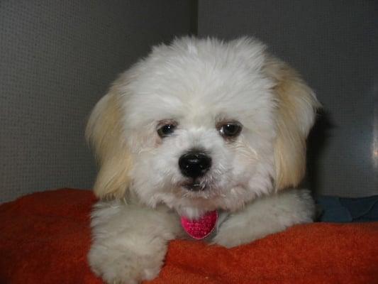 All Pets Animal Hospital