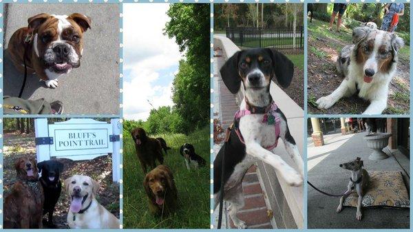 Peaceful Pups Dog Training