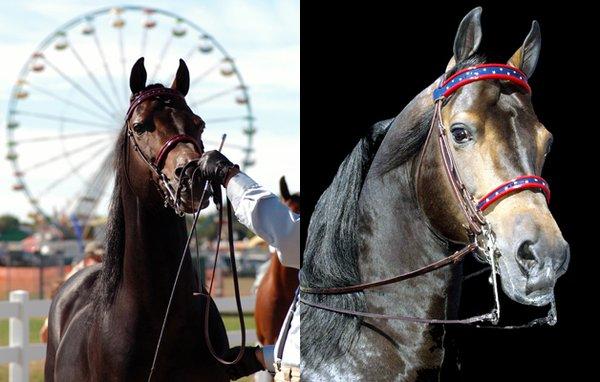 Denlore Morgan Horse Farm