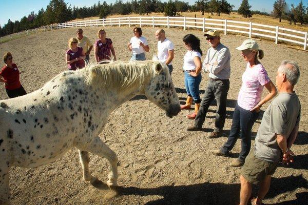 Equine facilitated therapy is provided by licensed mental health professionals.