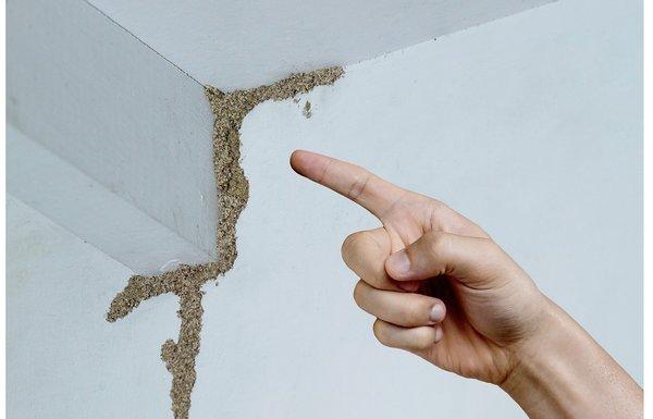 Termite Inspection Services