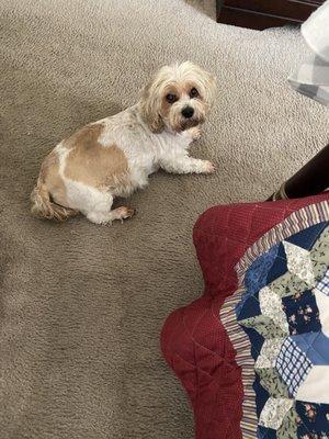 Almost Human Pet Grooming