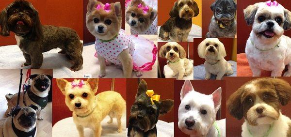 Puppy Kutz Dog grooming & Boutique