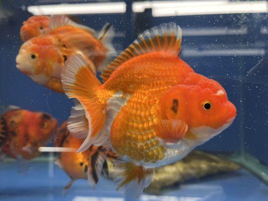 Shogun Oranda Goldfish