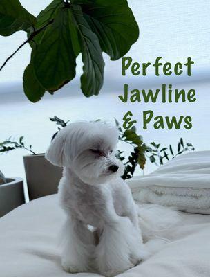 Duke's Grooming Studio