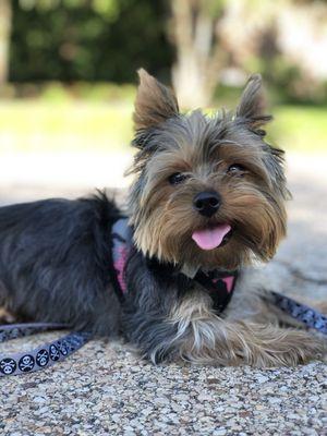 Tailwaggers Petsitting