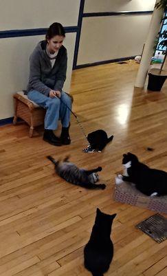 The cat lounge has 15 - 20 friendly kitties to play with!