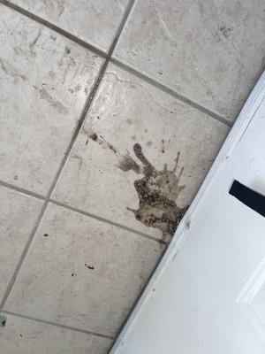 Green Carpet Cleaning