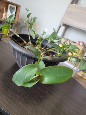 Nicole Spellman Group