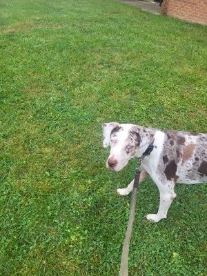 All Barks Allowed Dog Walking and Pet Sitting