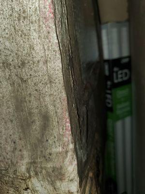 More mold on the inside of my furnace closet.