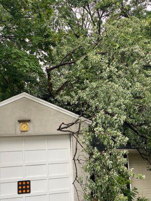 Twin City Tree Authority