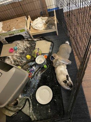 Georgia House Rabbit Society
