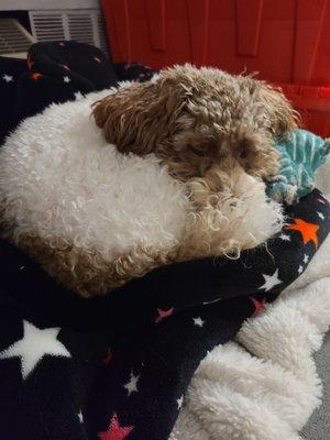 Fifth Avenue Veterinary Hospital