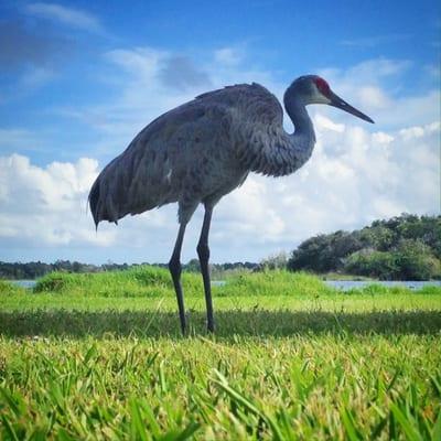 A lot of these guys hanging by the lake. Lovely!