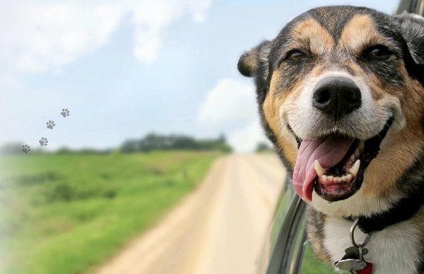 Veterinary Snakebite 911