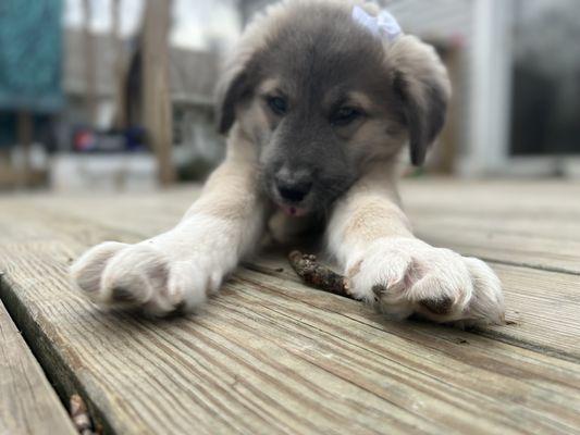 Amanda's Complete Pet Care