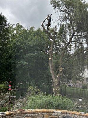 Mi Code Tree Service