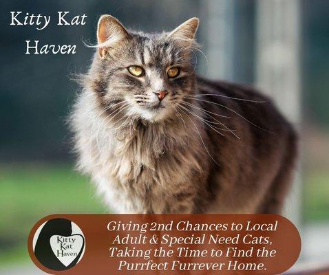 kitty Kat Haven