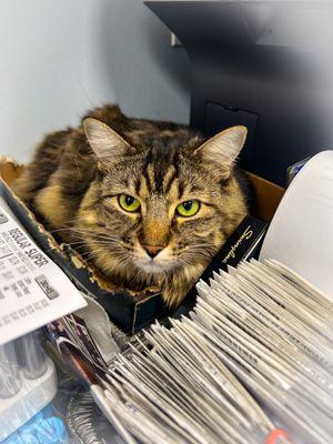 North Denver Animal Clinic