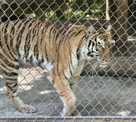 Lions, Tigers & Bears