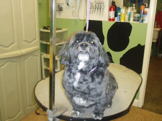 Mary's Pet Grooming & Supplies Inc