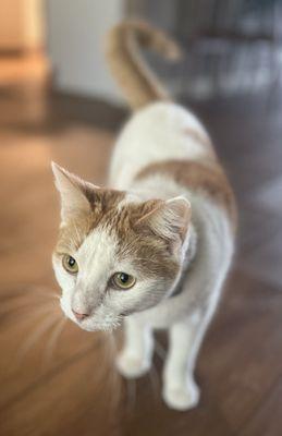 Coit Road Animal Hospital