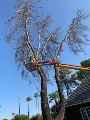 Two Brothers Tree And Contracting