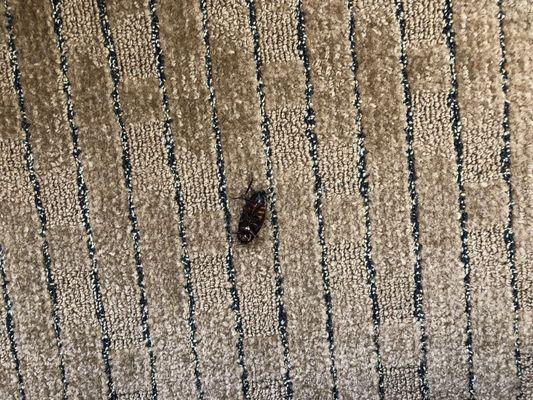 First thing I saw next to my bed after house keeping.