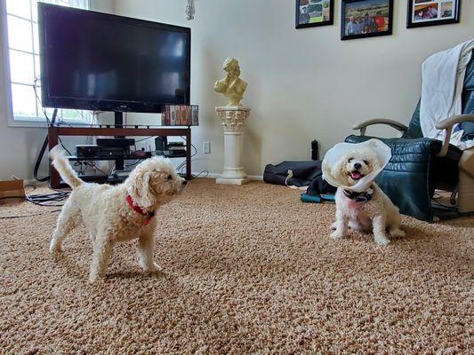 April's Pet Care Services