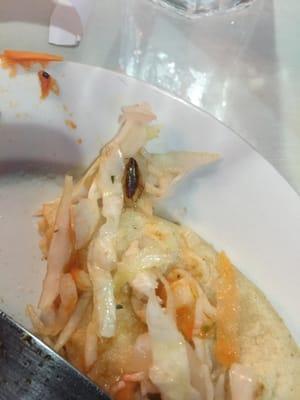 ordered a Papusa and we found this roach in the fixings
