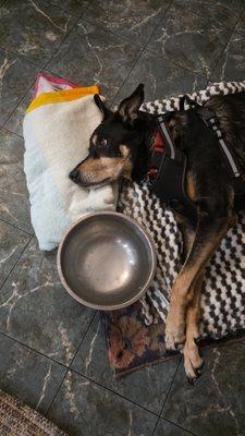 Cambria Veterinary Care