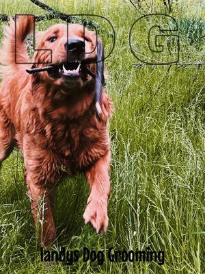 Landys dog grooming
