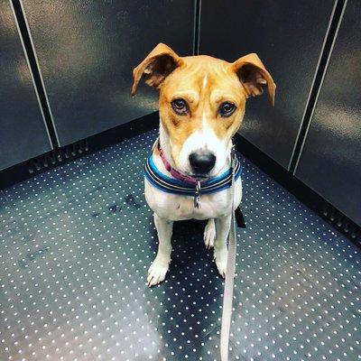 Doctor Sniffs Bed Bug Dogs