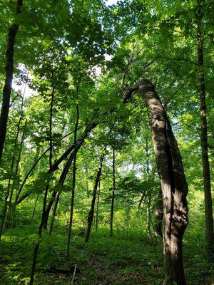 Cudahy Nature Preserve
