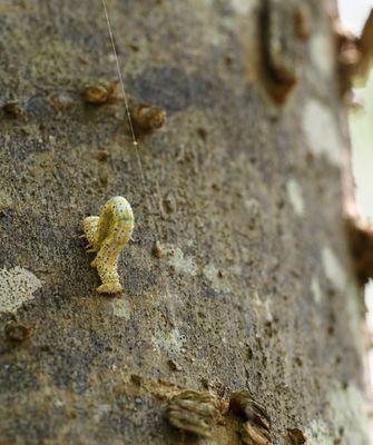 Houston Audubon Society
