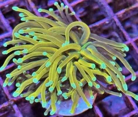 Live Sea Anemone