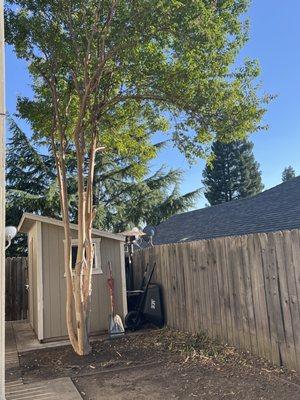 Mercado Tree Service