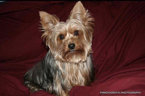 Precious Pets Crematory & Funeral Home