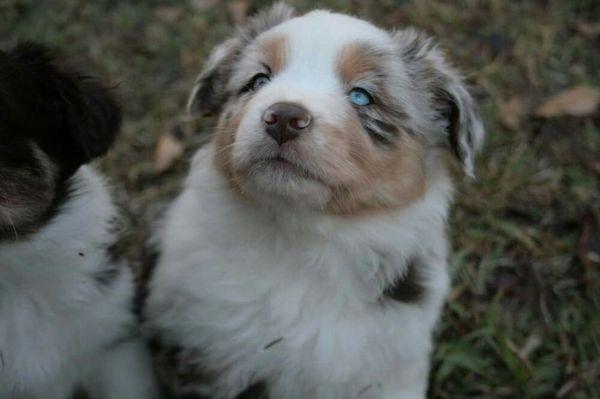 Twins' Pet Care Plus