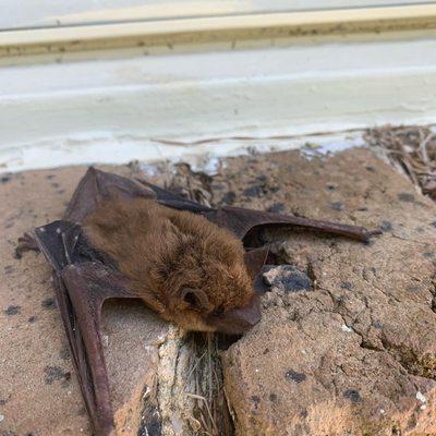 Freedom Pest Solutions