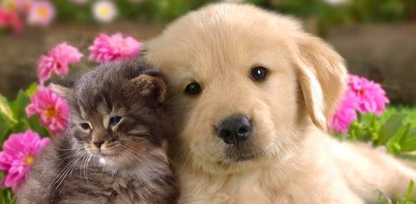 Okemos Animal Hospital