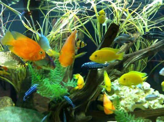 Fish tank in waiting room