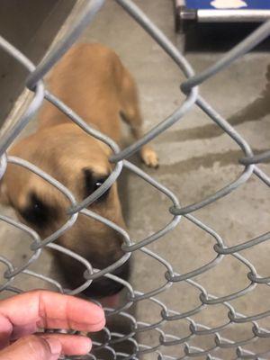 ICARE-Inyo/Mono County Animal Resources & Education