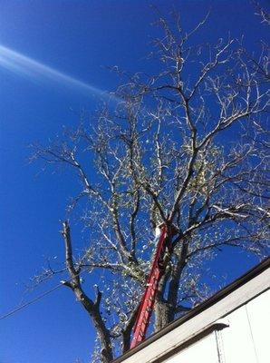 May Tree Service And Pest Control