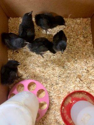 Northern Colorado Feeders Supply