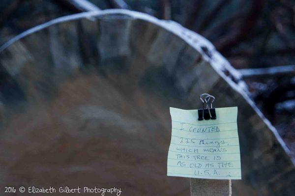 Two Girls Mountain Vacation Rentals