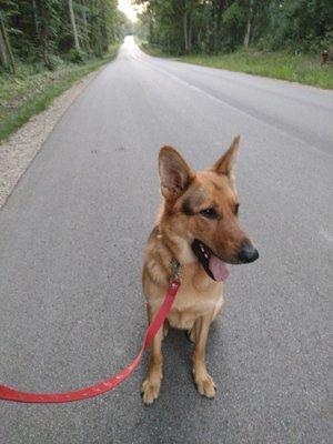 Charlie's Canine Care