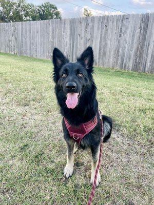 Perkins Road Pet Clinic