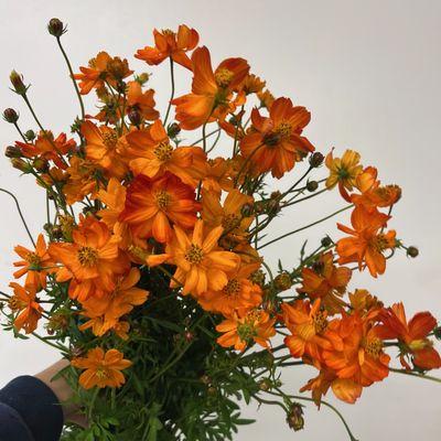 Orange County Wholesale Flowers